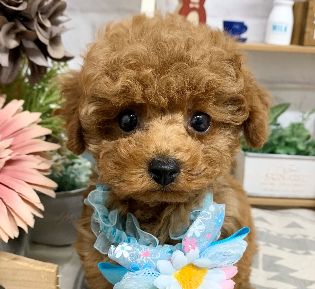 トイ・プードル｜ペット検索｜ペット大好き！